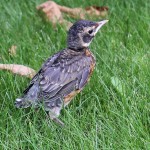 Baby Robin (2)