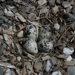 killdeer nest of sorts