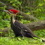 pileated-woodpecker-
