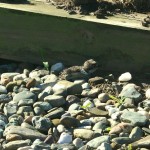 killdeer chick