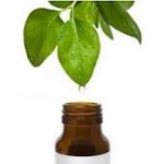 Essential Oils: Tea Tree