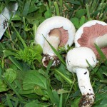 foraging for wild mushrooms