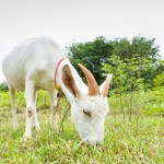 No, Goats don't eat tin cans