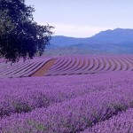 Essential Oils: Lavenders many uses