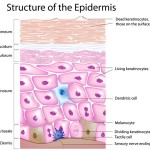 Epidermis-Large