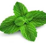 Essential Oil: peppermint