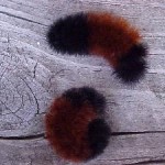 woolly Bear