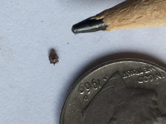 4.Black legged tick