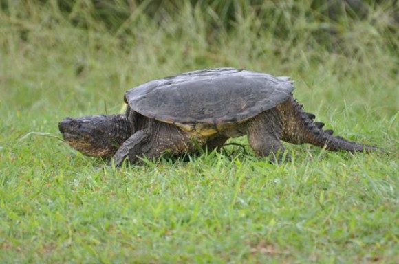 Snapple Turtle